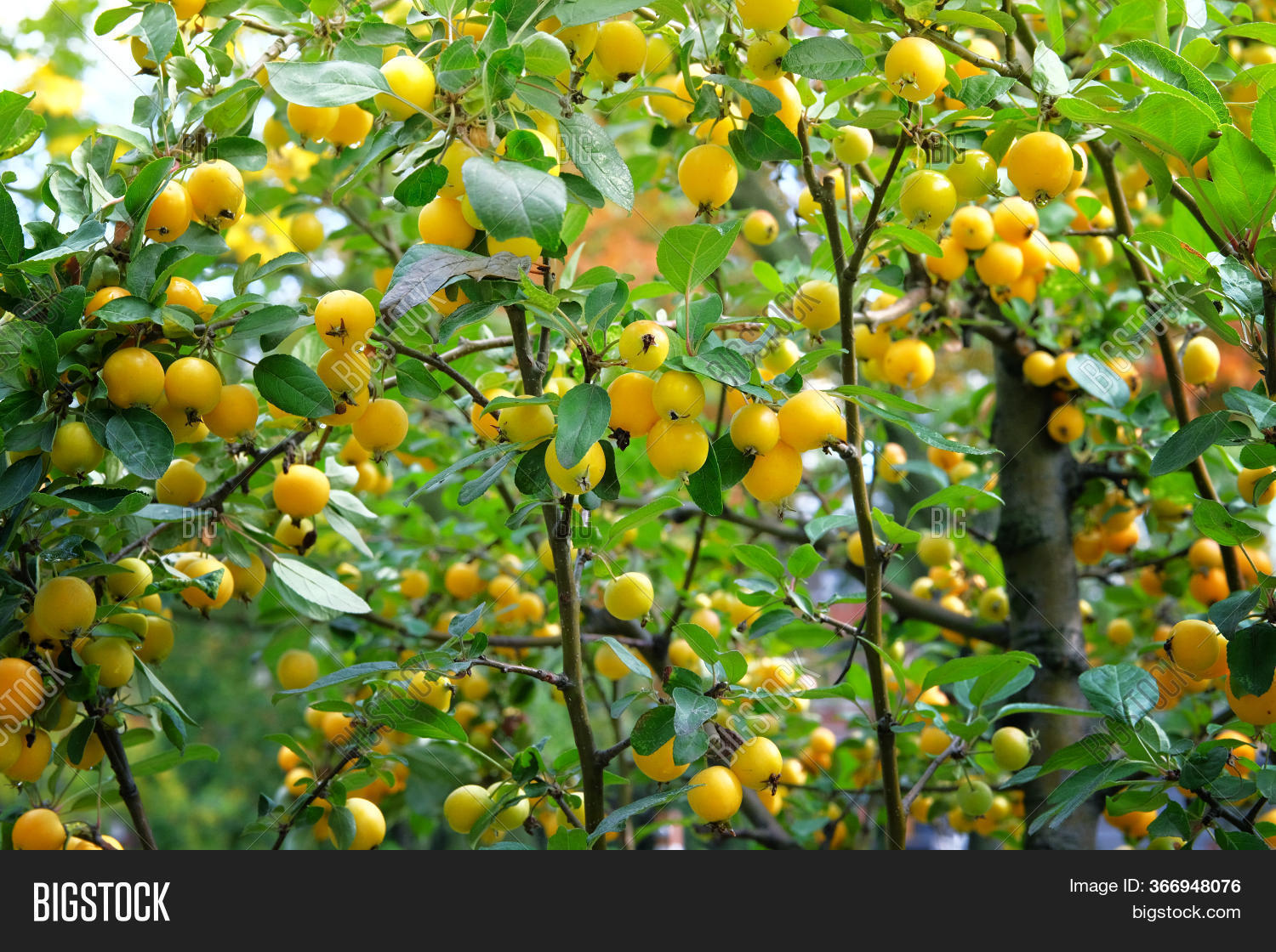 Cherry Plums Hanging Image & Photo (Free Trial) Bigstock