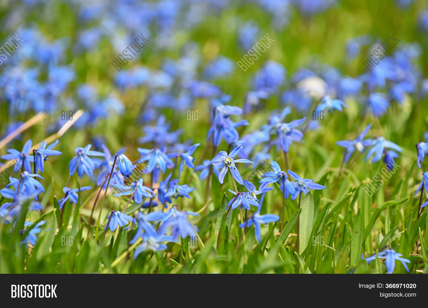 Close Many Blue Purple Image & Photo (Free Trial) | Bigstock