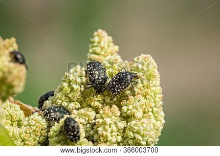 White Spotted Rose Beetles (oxythyrea Funesta, Cetoniidae) On Rhubarb Flowers, Sunny Day In Spring