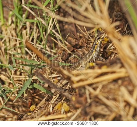 Closeup Of Blue-tailed Skink Lizard Hiding On Ground Amongst Grass In Rural Countryside