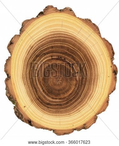 Wood Slab Texture Background. Acacia Tree With Bark And Bright Growth Rings Isolated On White Backgr