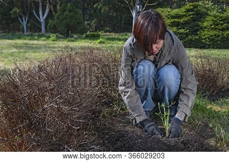 Woman Works In The Garden. Girl Plants Climatis Plant In The Garden. Gardener In Working Clothes Pla