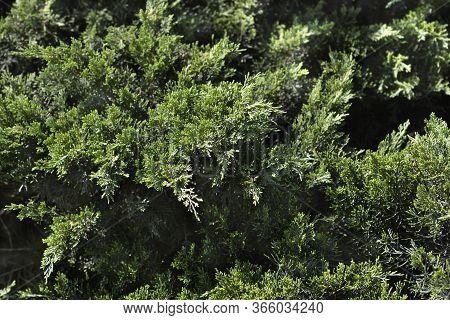 Creeping Juniper - Latin Name - Juniperus Horizontalis