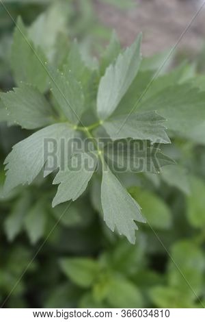 Lovage Leaves - Latin Name - Levisticum Officinale