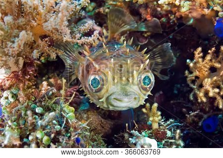 Fish Hedgehog Hiding Among The Coral. This Type Of Fish Becomes A Prickly Ball For Protection From E