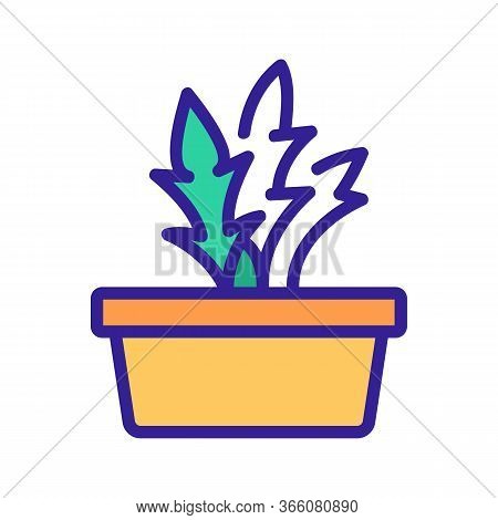 Home Grown Arugula Icon Vector. Home Grown Arugula Sign. Color Symbol Illustration