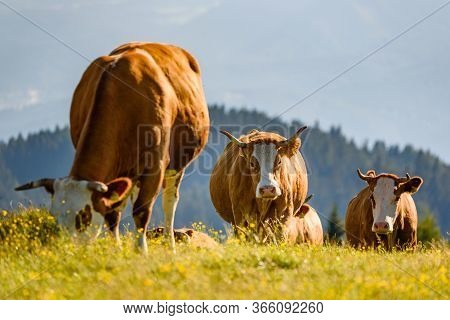 Cows On A Meadow In Alps Austria. Schockl Mountain Above Graz Place To Visit. Cattle Graze In Nature