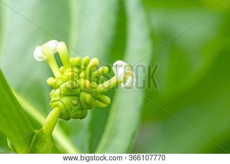 Noni Or Morinda Fruit On The Tree