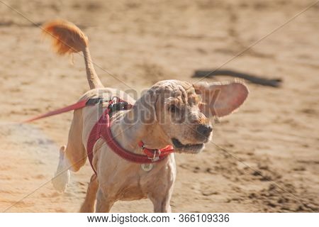 Cocker Spaniel Pet In A Red Collar Runs Along The Sandy Bank Of The River. Funny Dog With Big Ears A