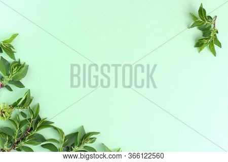 The Frame Is Made Of Exoic Branches And Leaves, Green Background, Pastel. Spring Or Summer Concept. 