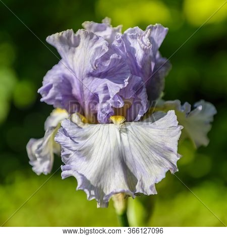 Iris Germanica. Closeup Of Flower Bearded Iris 
