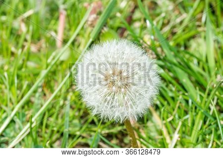 Ripe Fruits Of Taraxacum Officinale, The Common Dandelion.