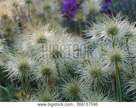 Cluster Of White Pasque Flower (pulsatilla) Seed Heads