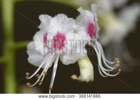 Horse Chestnut - Aesculus Hippocastanum 
Closeup Of Flowers