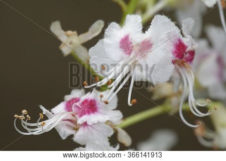 Horse Chestnut - Aesculus Hippocastanum 
Closeup Of Flowers