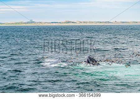 Humpback Whale Provincetown, Cape Cod, Massachussetts, Us