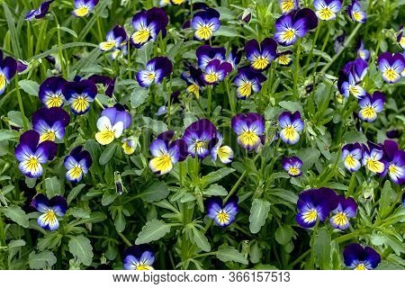Blooms Violet Tricolor, A Plant With The Latin Name Viola Tricolor, A Plant With Medicinal Propertie