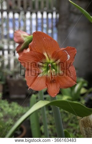 Hippeastrum Johnsonii In Nature - Red Flowers, Stock Photo
