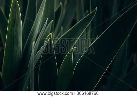 Elymus Repens Wheatgrass, Wheat Grass, Couch Grass Texture. A Lot Of Green Grass Stalks With Long Le