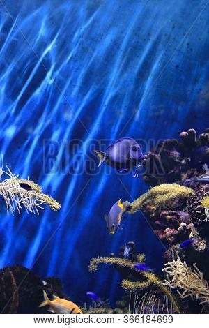 Beautiful Colorful Marine Animals In The Aquarium