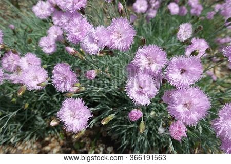 Close View Of Double Pink Flowers Of Dianthus In May