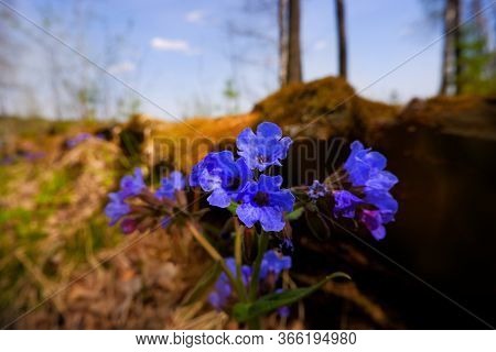 The First Spring Flowers Of The Medunica (pulmonaria Officinalis) Flower Beautifully In The Forest. 