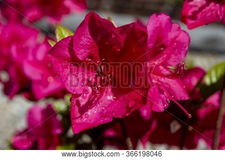 Macro Detail Pink Azalea Japonica With Dew Drops On A Garden