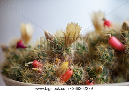 Yellow Flower And Red Fruits Of Mammillaria Elongata. Close Up Of A Small Cactus In A Pot With Flowe