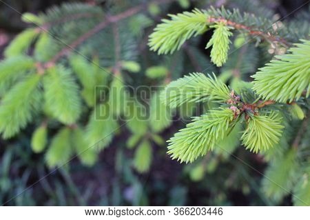 Flowers Of The Conifers (spruce, Fir) Called Strobili. Close-up Of A Young Shoot Of A Coniferous Tre