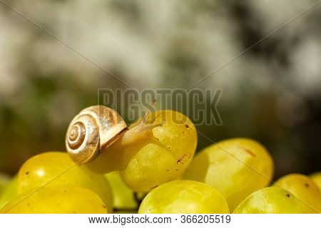 Close-up Of A Small Snail Crawling Over Grapes Quiche Mish.