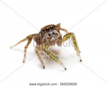Macro image of a small but handsome male Habronattus viripides jumping spider looking up, on light background