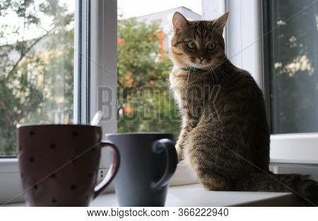 Red Cat Sitting On The Windowsill Near The Open Window. Cups Are In The Foreground