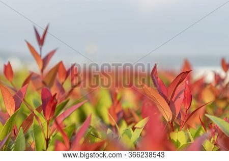 Red Leaf Photinia Of Photinia Glabra Robin. Flower's Leaves Are Raised To Receive Soft Sunlight In T