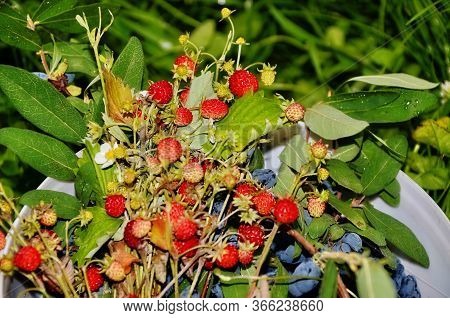 Bouquet Of Forest Strawberries And Juxtaposition Edible On A Natural Background.