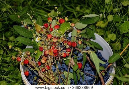Bouquet Of Forest Strawberries And Juxtaposition Edible On A Natural Background.