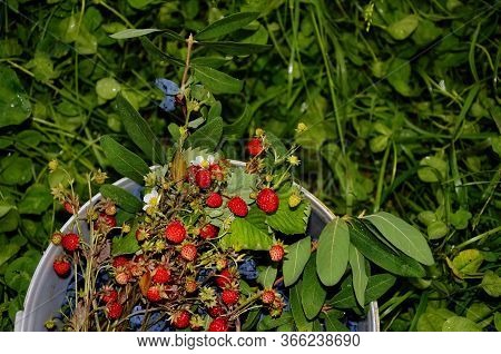 Bouquet Of Forest Strawberries And Juxtaposition Edible On A Natural Background.