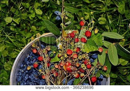 Bouquet Of Forest Strawberries And Juxtaposition Edible On A Natural Background.