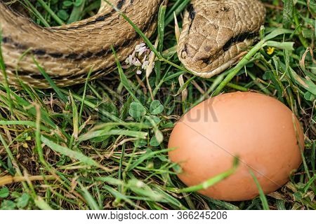 Snake Egg Eater Species, Predator Reptile Eye, Skin Details, Cervone Serpent