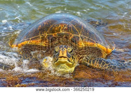 Detail Of A Green Sea Turtle Or Hawaiian Sea Turtle Near The Shore In Laniakea Beach Also Known As T