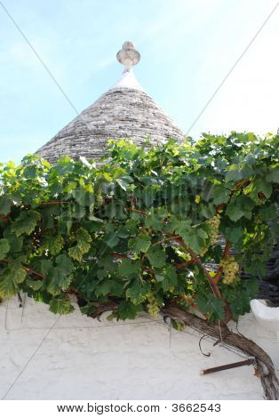 Hrozny rostou mimo Trullo