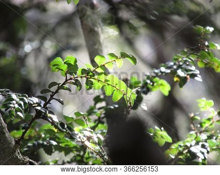 Green leaf under sunlight. Taken along the footpath of Cradle Mountain, Tasmania. The flora of this area consists of a variety of alpine and sub-alpine vegetation