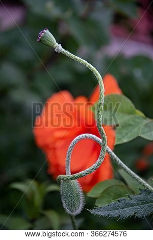 Closeup Of Curly Tangled Stems Of Poppy Flower Buds On Blurry Background Of Bright Red Petals. Poppy