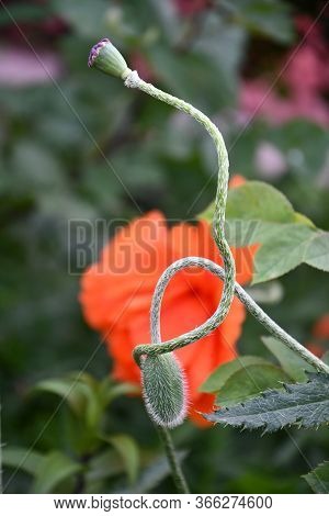 Tangled Green Stems Of Poppy Flower Buds On Blurred Background Of Bright Red Petals. Poppy Plants Lo