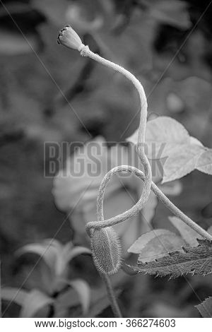 Styled Black And White Photo Of Fragile Tangled Stems Of Poppy Flower Buds On Artistic Blurred Backg