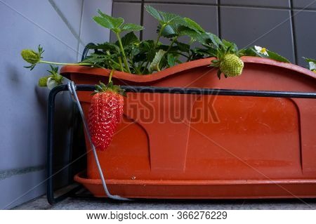 Mature Strawberry Grown In A Balcony Farm, In A Small Vase, Started During The Coronavirus Pandemic