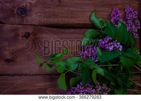 Purple Lilac Flowers With Fresh Green Leaves On Black Background With Selective Focus. Dark And Mood
