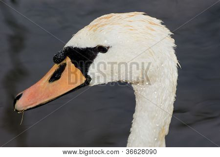 Svane