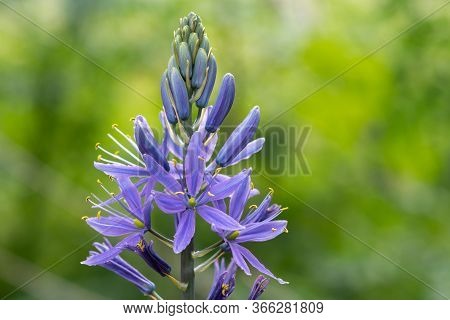 Close Up Of A Camassia Flower In Bloom In The Garden