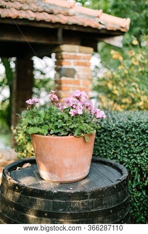 Clay Pot With Blooming Geranium Growing Standing On An Old Barrel In The Middle Of The Garden. Selec