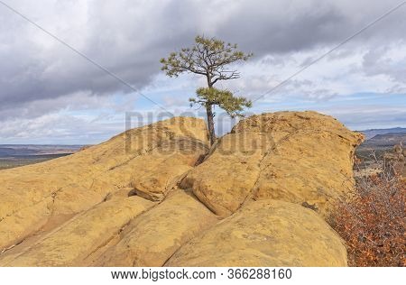 Lone Tree Growing In A Sandstone Bluff In El Malpais National Monument In New Mexico